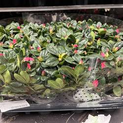 Azalee rot T08,5 H020