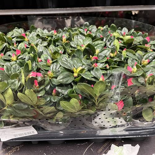 Azalee rot T08,5 H020