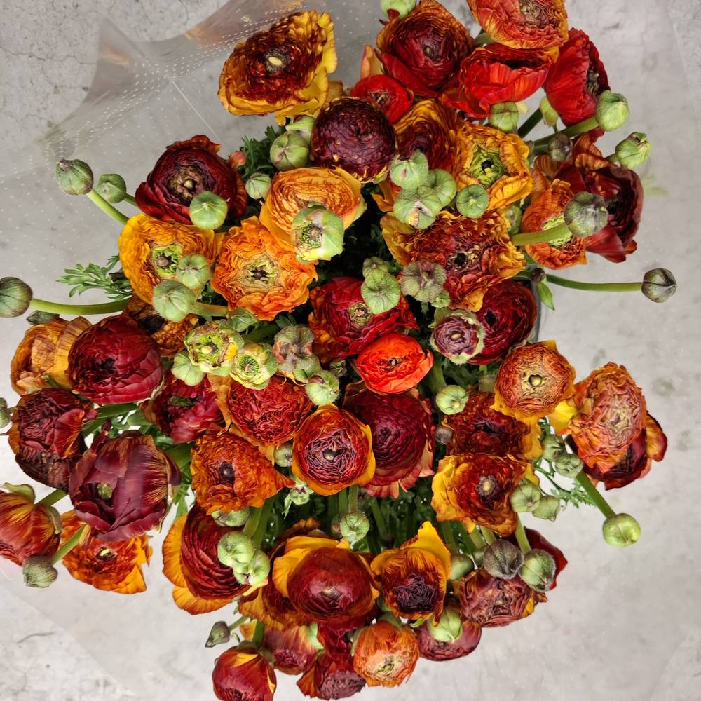 Ranunkel rot-orange Italien Extra 40cm