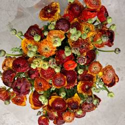 Ranunkel rot-orange Italien Extra 40cm