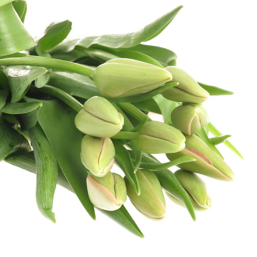 Franz.rosa Menton 42 Gramm 50cm