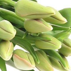 Franz.rosa Menton 42 Gramm 50cm