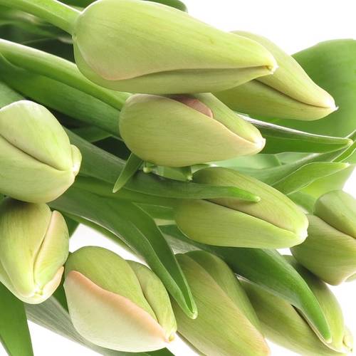 Franz.rosa Menton 42 Gramm 50cm