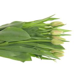 Franz.rosa Menton 42 Gramm 50cm