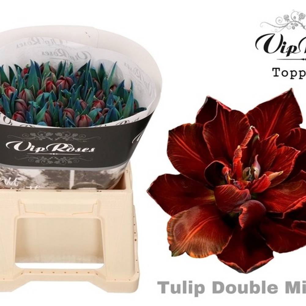 Tulpe gefärbt Double Milano 32 Gramm