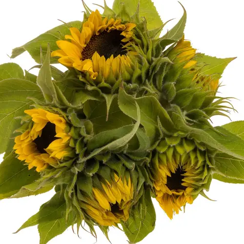 Sonnenblume gelb Sunr Orange 7/9cm 75cm