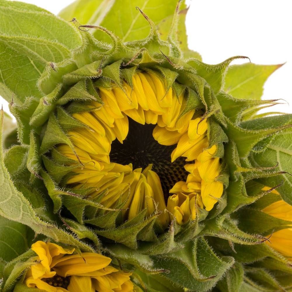 Sonnenblume gelb Sunr Orange 7/9cm 75cm