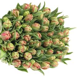 Tulpe pink doppel Adore Duin 44 Gramm