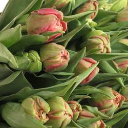 Tulpe pink doppel Adore Duin 44 Gramm