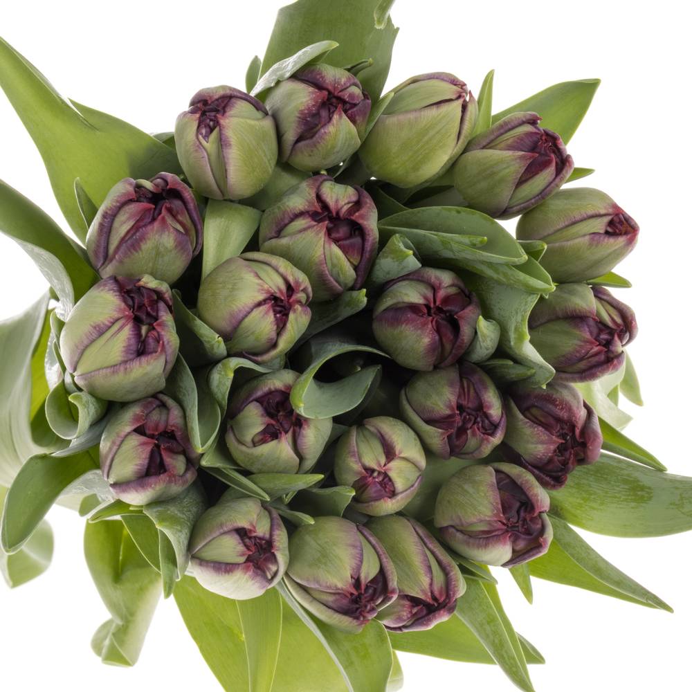 Tulpe lila doppel Palmyra 50 Gramm