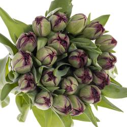 Tulpe lila doppel Palmyra 50 Gramm