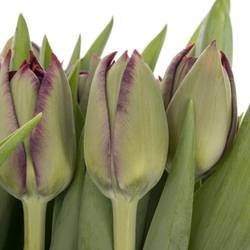 Tulpe lila doppel Palmyra 50 Gramm