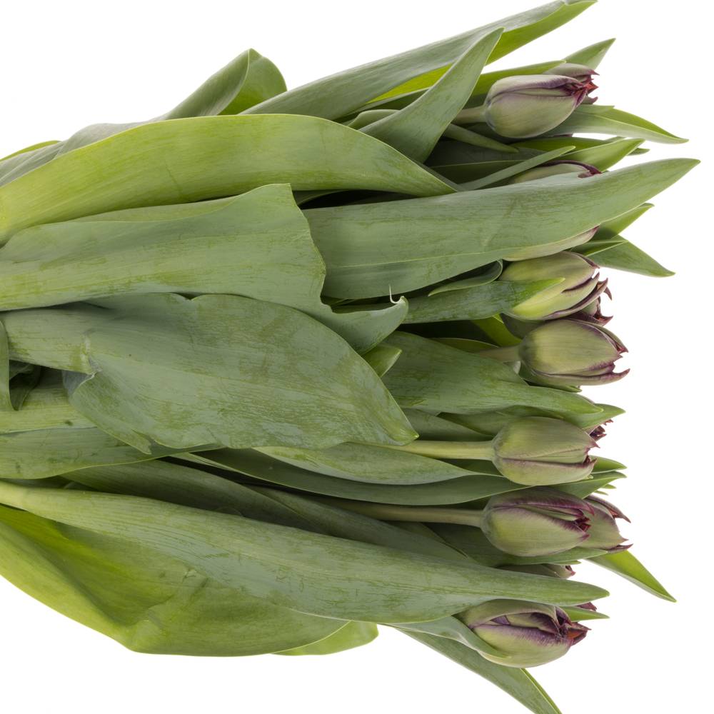 Tulpe lila doppel Palmyra 50 Gramm