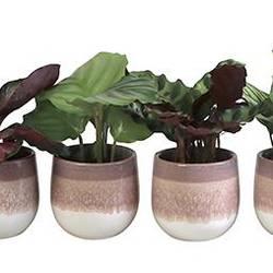 Calathea mix Keramik I65841 T06 H015