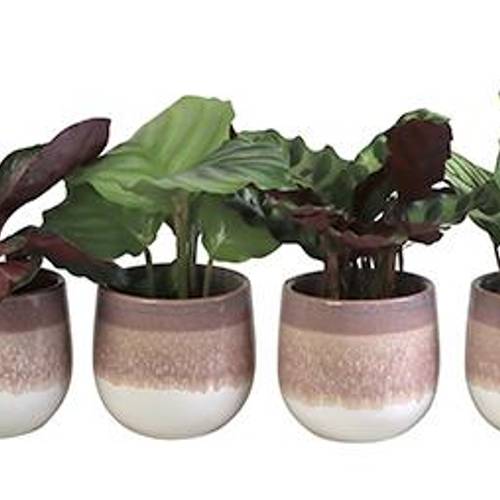 Calathea mix Keramik I65841 T06 H015