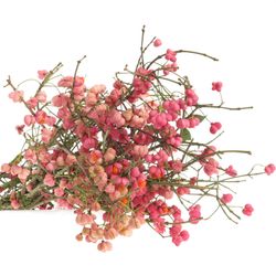 Euonymus rosa   60cm