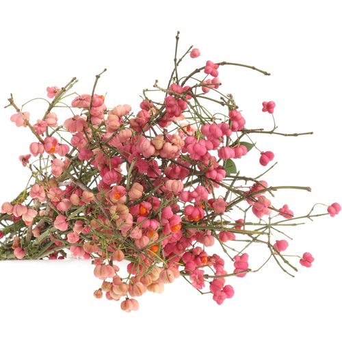 Euonymus rosa   60cm