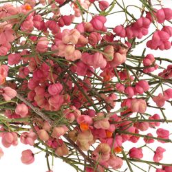 Euonymus rosa   60cm
