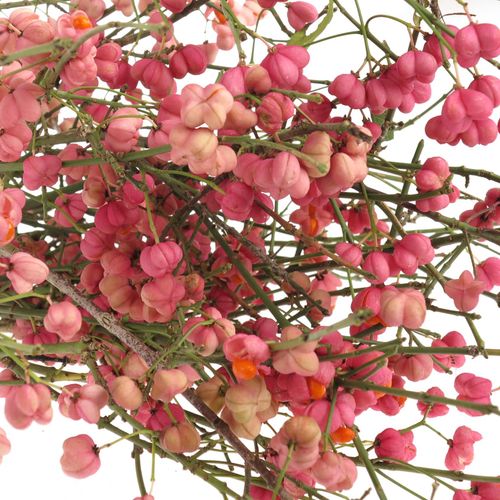 Euonymus rosa   60cm