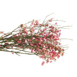 Euonymus rosa   60cm