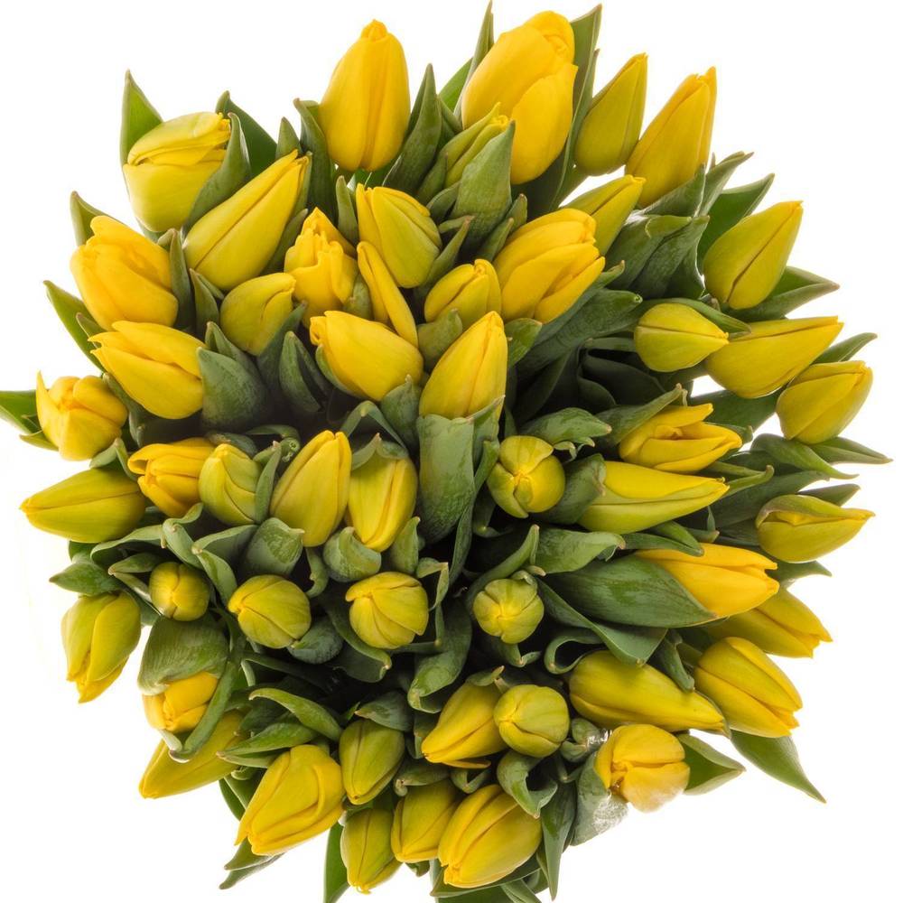Tulpe gelb lions Glory 34 Gramm