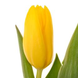 Tulpe gelb lions Glory 34 Gramm