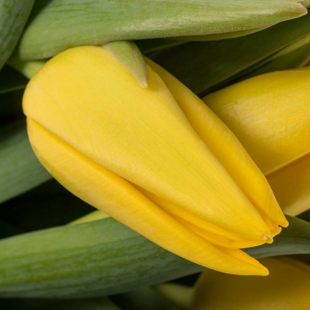 Tulpe gelb lions Glory 34 Gramm