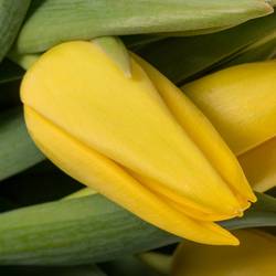 Tulpe gelb lions Glory 34 Gramm