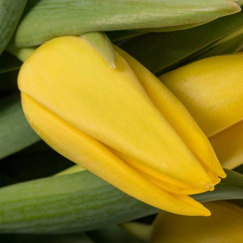 Tulpe gelb lions Glory 34 Gramm