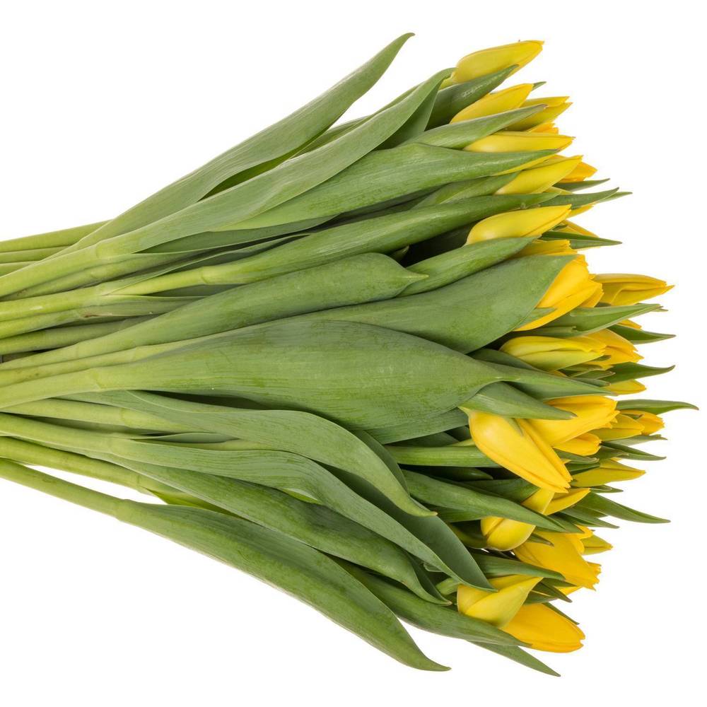 Tulpe gelb lions Glory 34 Gramm