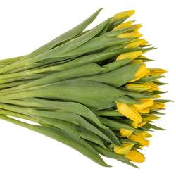 Tulpe gelb lions Glory 34 Gramm