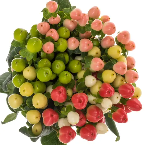 Hypericum mix Magical 40cm