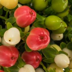 Hypericum mix Magical 40cm