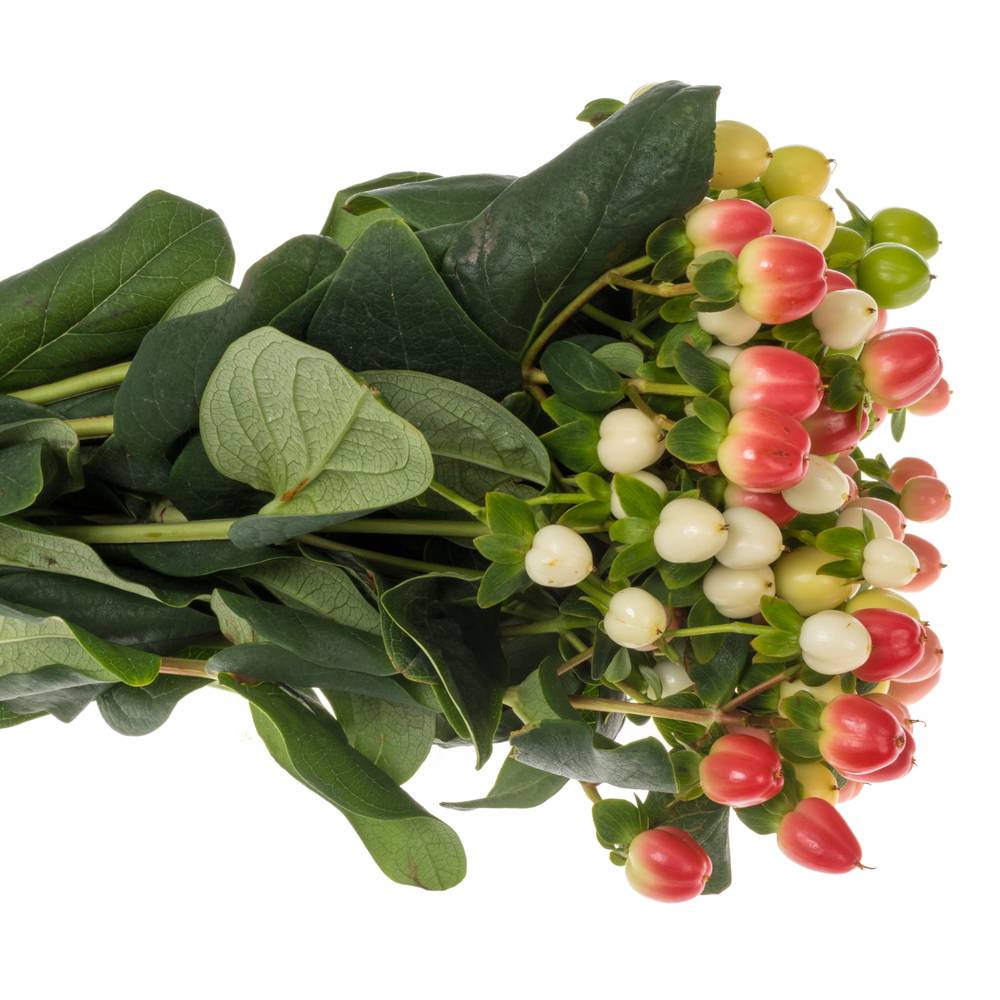 Hypericum mix Magical 40cm