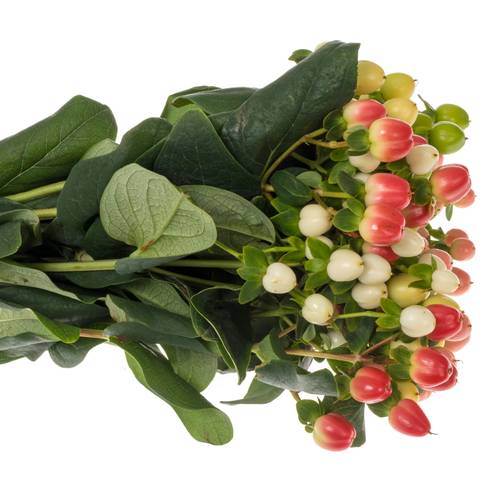 Hypericum mix Magical 40cm