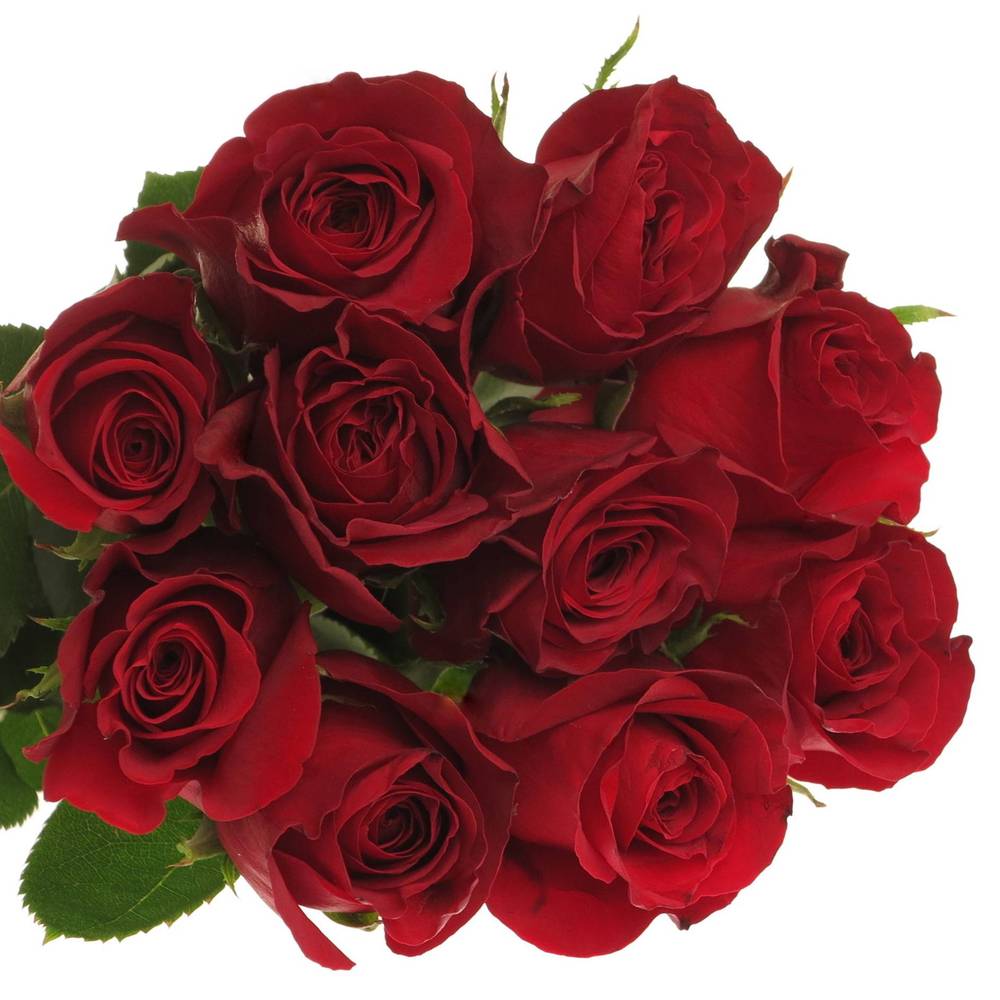 Rose rot Freedom 70cm