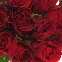 Rose rot Freedom 70cm