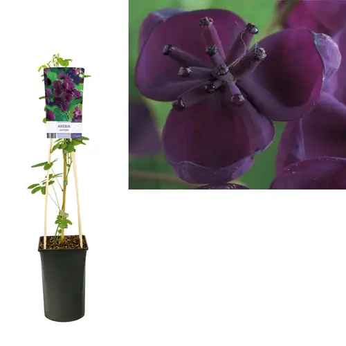 Akebia Quinata T17 H075