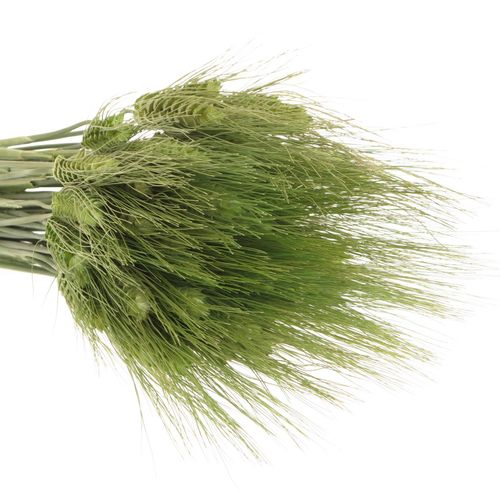 Triticum grün Weizen 60cm