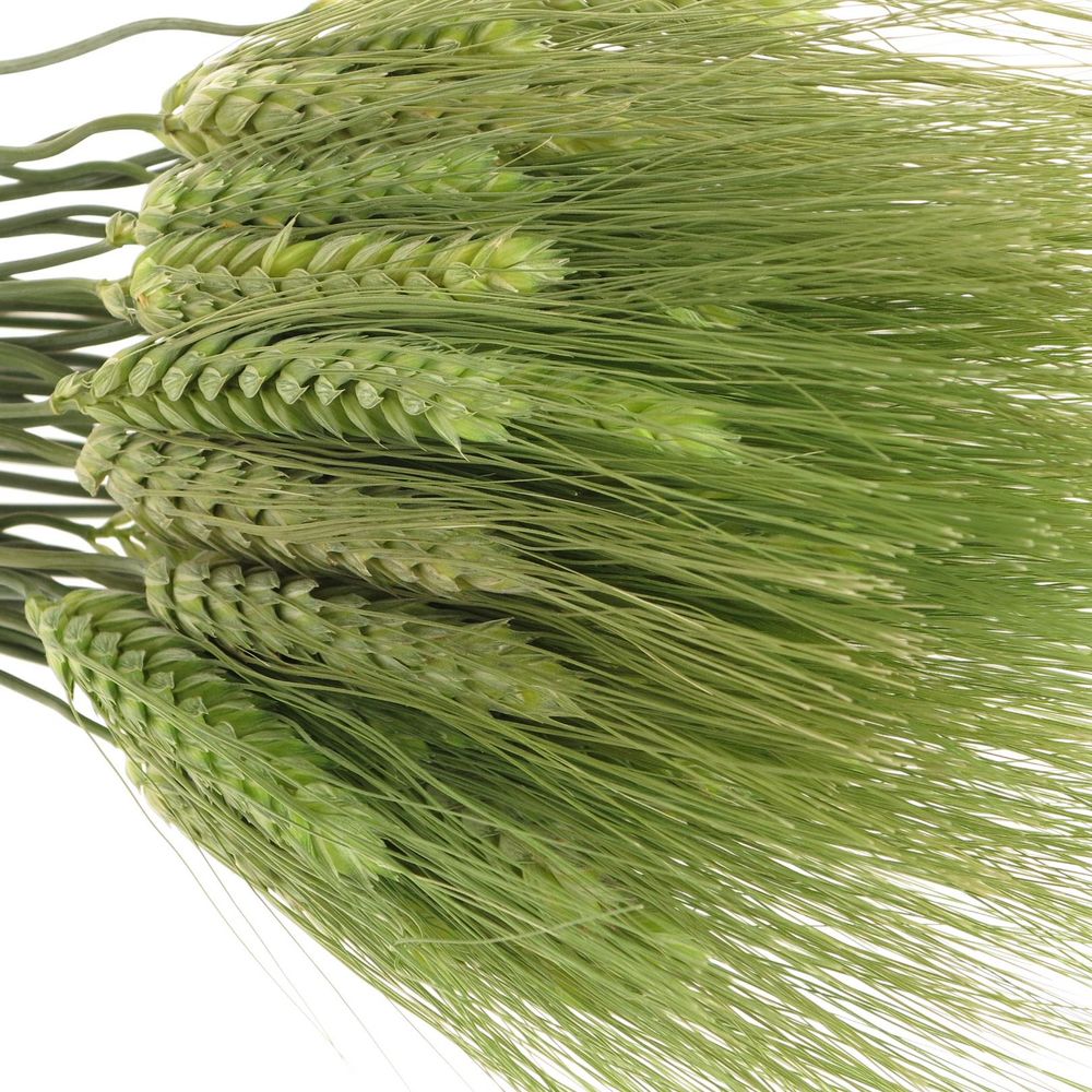 Triticum grün Weizen 60cm