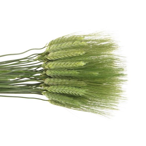 Triticum grün Weizen 60cm