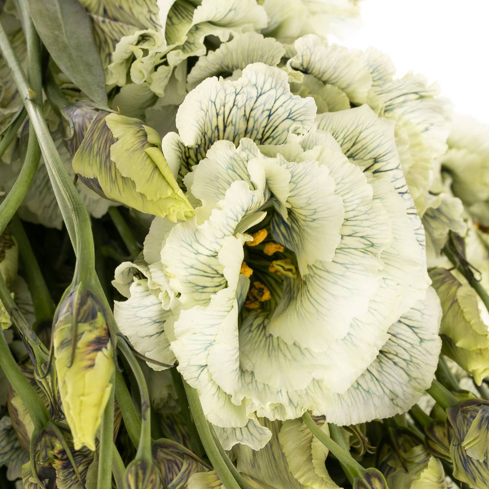 Lisianthus grün Safari gefärbt 5+Blüte 70cm
