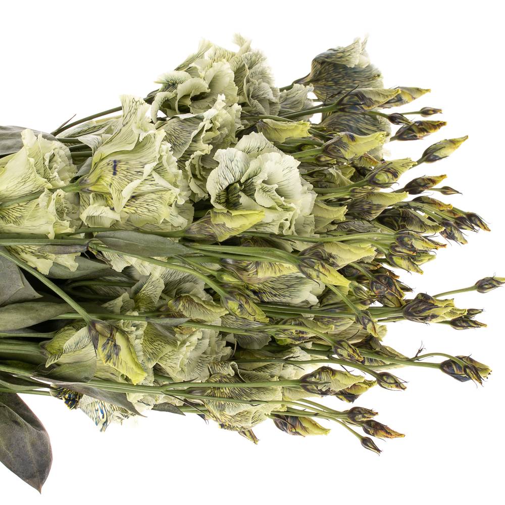 Lisianthus grün Safari gefärbt 5+Blüte 70cm