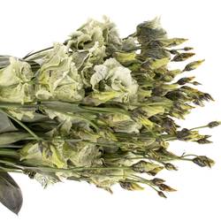 Lisianthus grün Safari gefärbt 5+Blüte 70cm