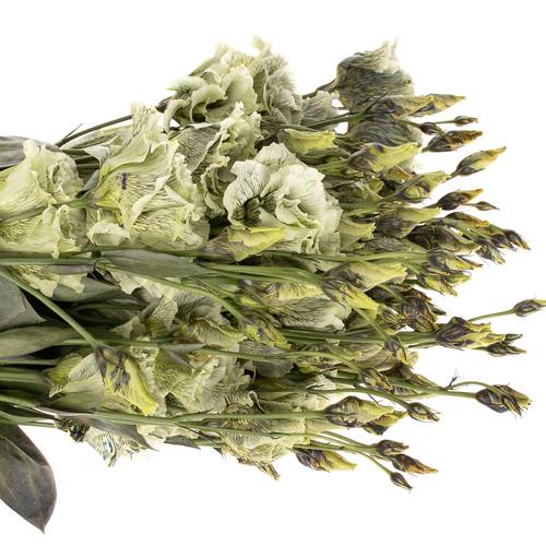 Lisianthus grün Safari gefärbt 5+Blüte 70cm