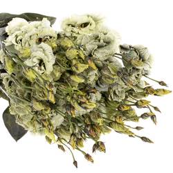 Lisianthus grün Safari gefärbt 5+Blüte 70cm
