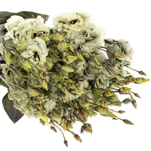 Lisianthus grün Safari gefärbt 5+Blüte 70cm