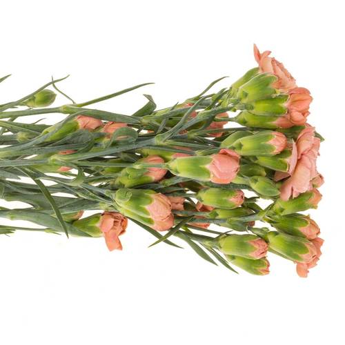 Spraynelke rosa Miss Trendy  60cm