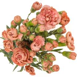 Spraynelke rosa Miss Trendy  60cm