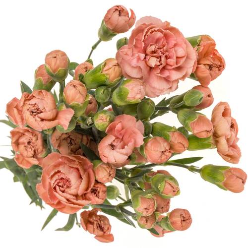 Spraynelke rosa Miss Trendy  60cm